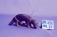 臺灣鯪鯉藏品圖，第2張